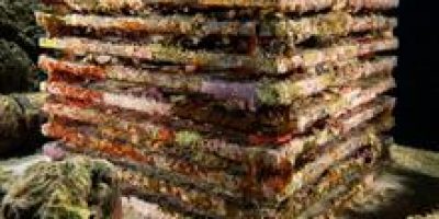 (King Abdullah University of Science & Technology) Art at the cutting edge of coral reef research